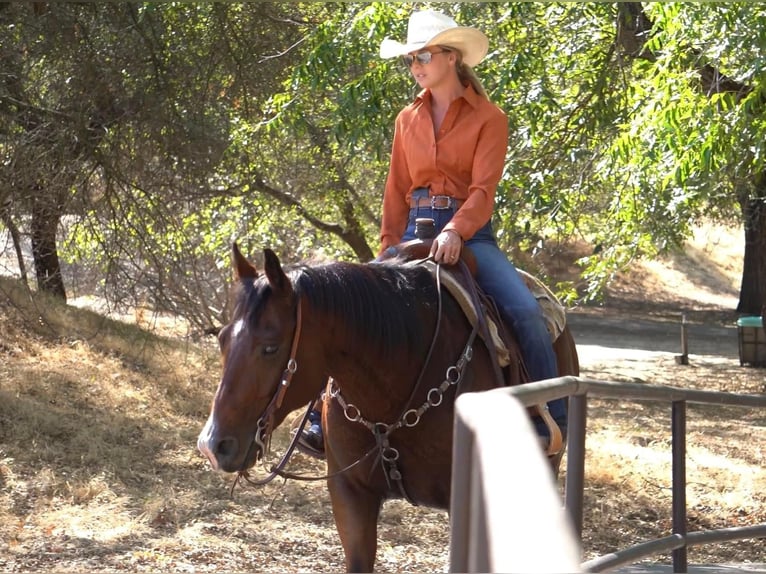 American Quarter Horse Castrone 12 Anni 155 cm Baio ciliegia in Waterford, CA