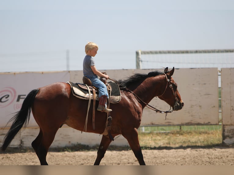 American Quarter Horse Castrone 12 Anni 155 cm Baio ciliegia in Waterford, CA