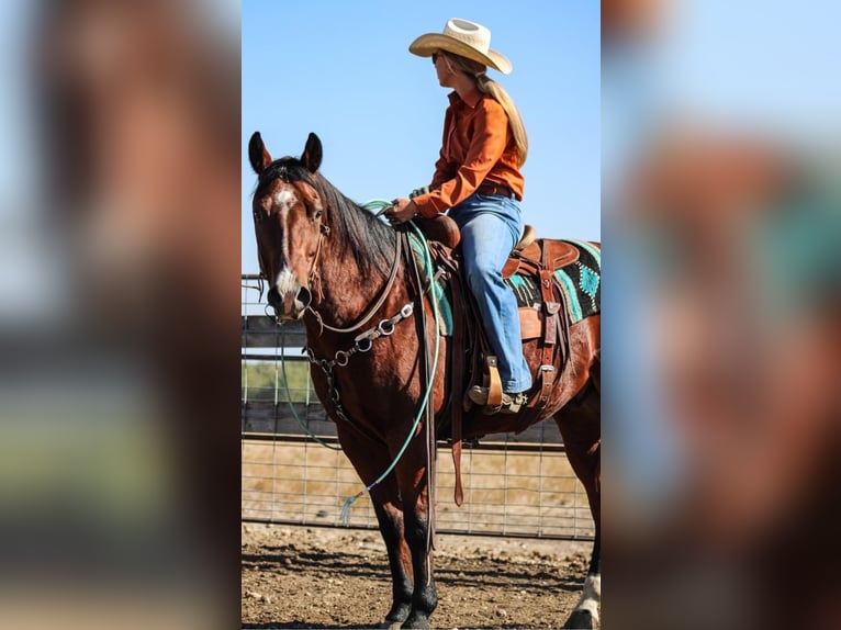 American Quarter Horse Castrone 12 Anni 155 cm Baio ciliegia in Waterford, CA