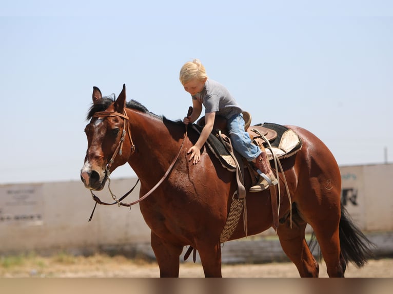 American Quarter Horse Castrone 12 Anni 155 cm Baio ciliegia in Waterford, CA