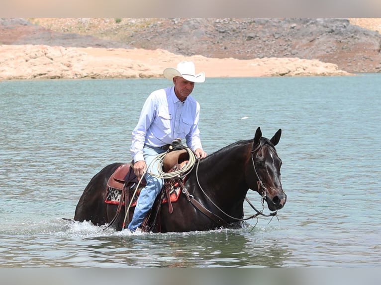 American Quarter Horse Castrone 12 Anni 155 cm Baio in Cave Creek, AZ