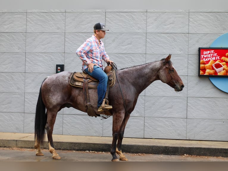 American Quarter Horse Castrone 12 Anni 155 cm Baio roano in RUSK, TX