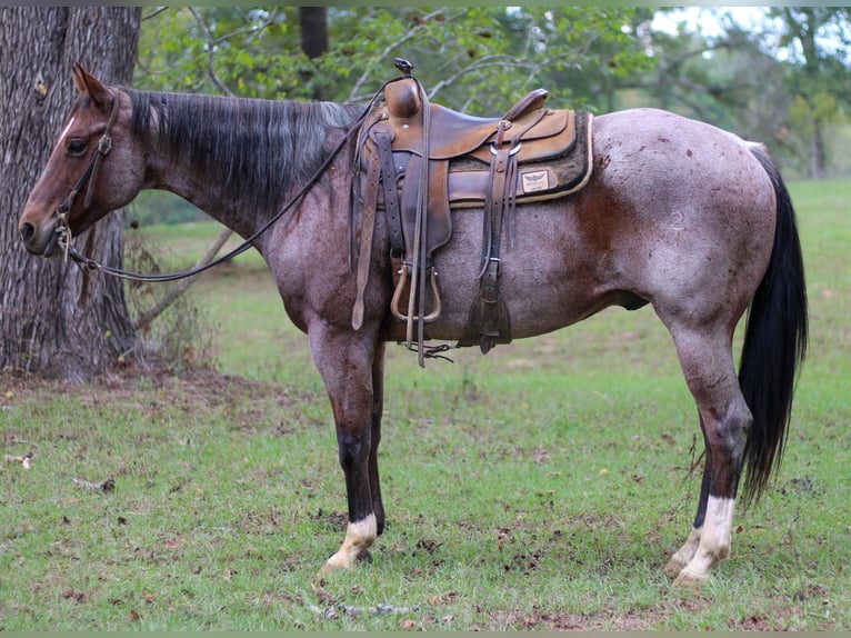 American Quarter Horse Castrone 12 Anni 155 cm Baio roano in RUSK, TX