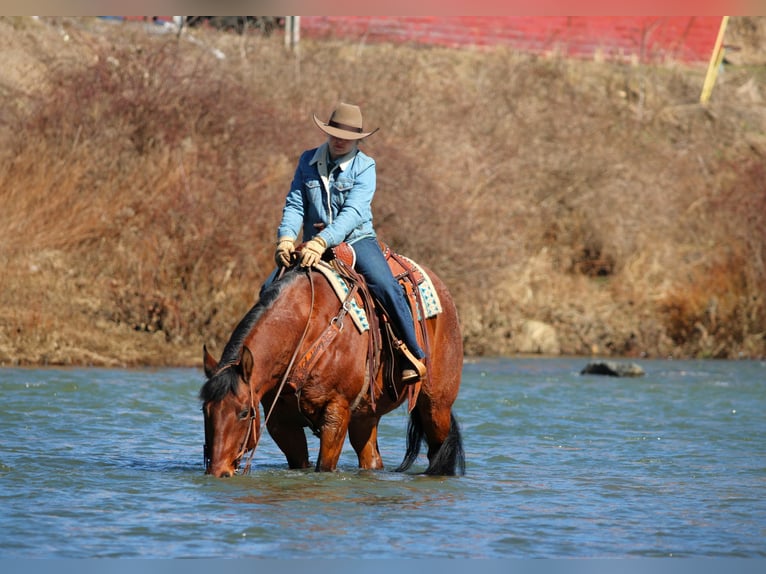 American Quarter Horse Castrone 12 Anni 155 cm Baio roano in Clarion