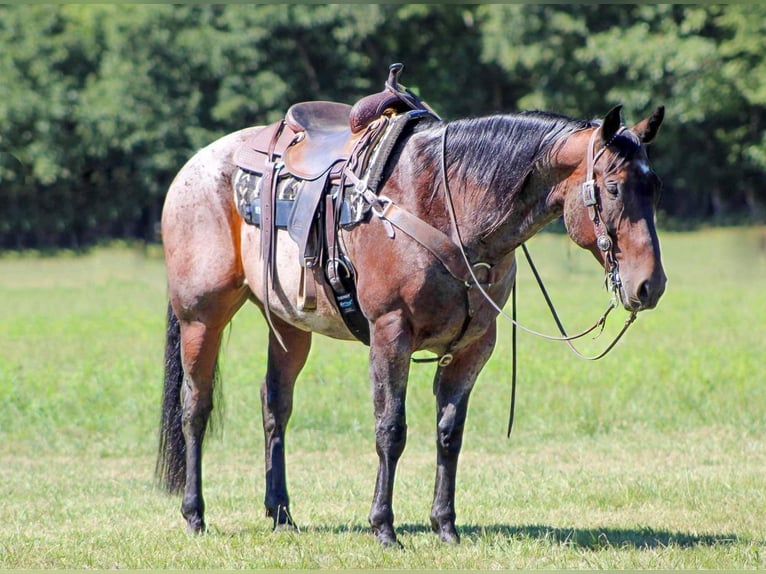 American Quarter Horse Castrone 12 Anni 155 cm Baio roano in Clarion, PA
