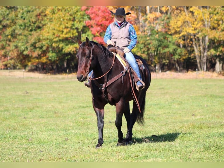 American Quarter Horse Mix Castrone 12 Anni 155 cm Baio scuro in Clarion, PA