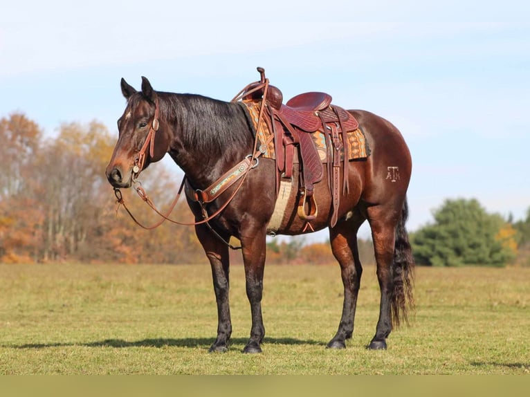 American Quarter Horse Castrone 12 Anni 155 cm Baio scuro in Clarion, PA