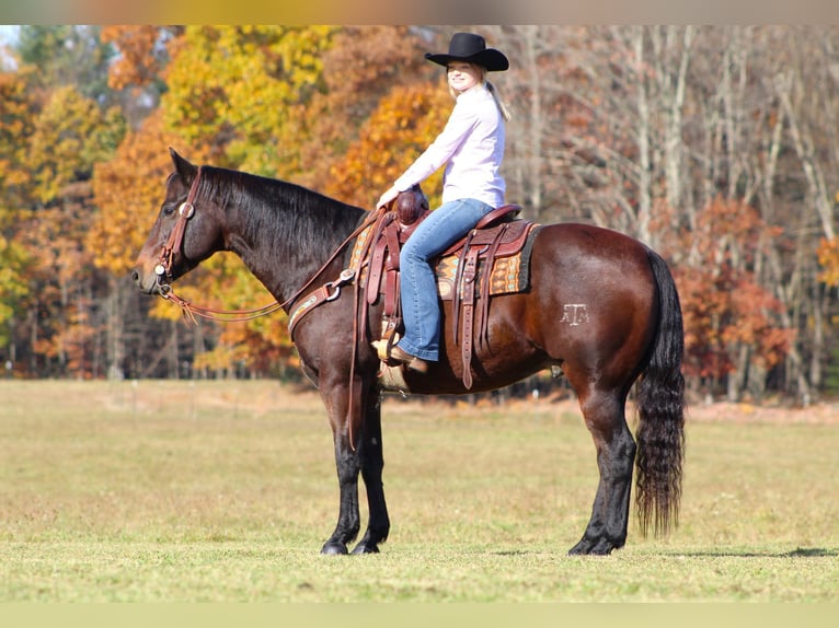 American Quarter Horse Castrone 12 Anni 155 cm Baio scuro in Clarion, PA