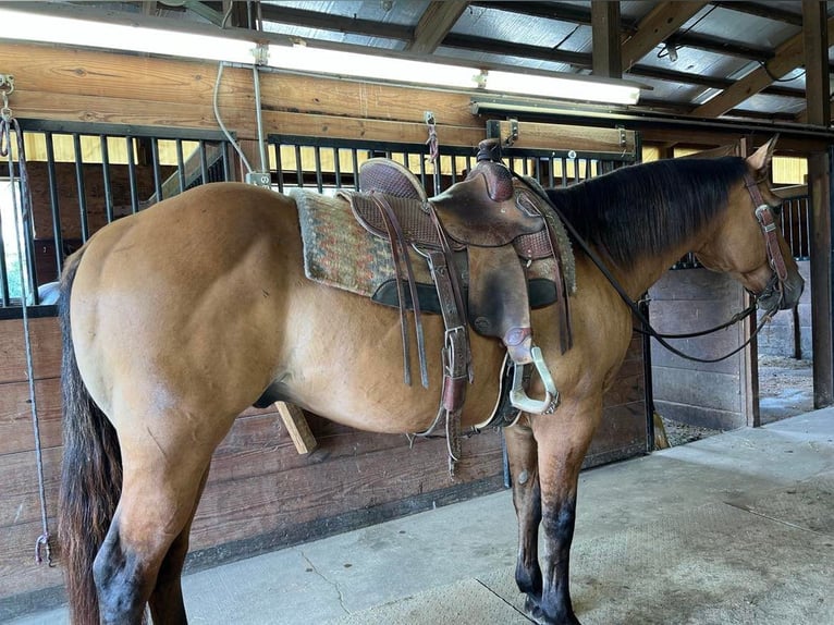 American Quarter Horse Castrone 12 Anni 155 cm Falbo in Fort Atkinson WI