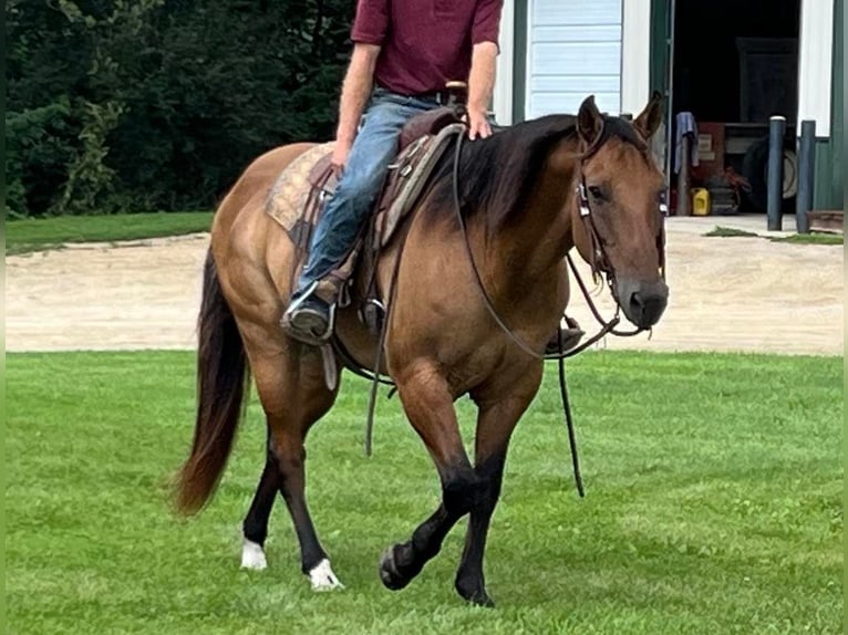 American Quarter Horse Castrone 12 Anni 155 cm Falbo in Fort Atkinson WI