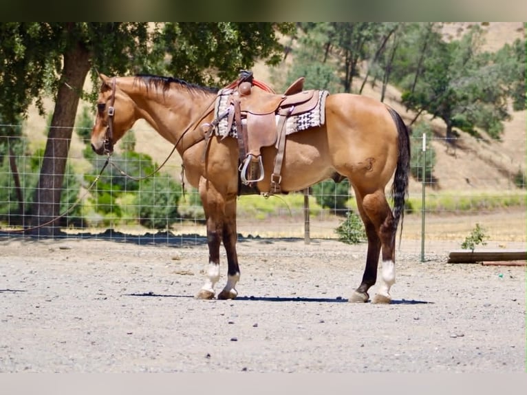 American Quarter Horse Castrone 12 Anni 155 cm Falbo in Tres Pinos