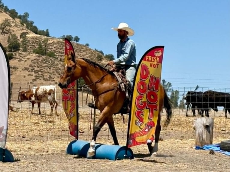American Quarter Horse Castrone 12 Anni 155 cm Falbo in Tres Pinos