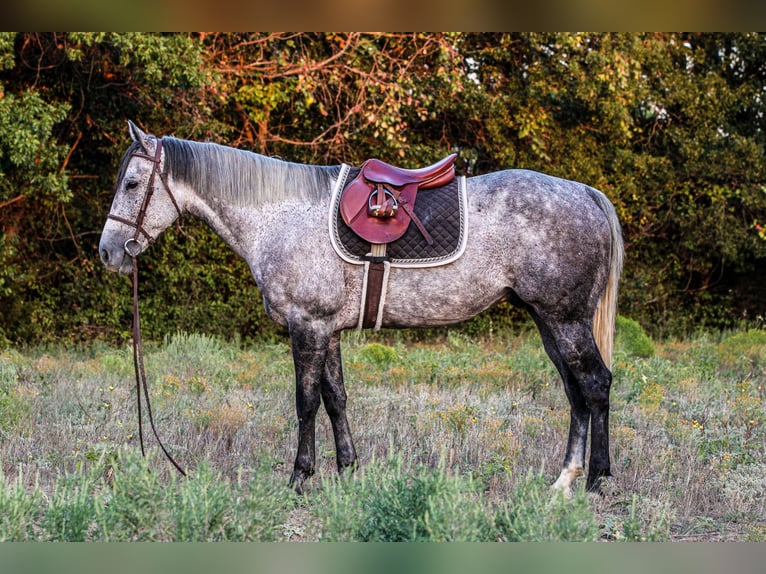 American Quarter Horse Castrone 12 Anni 155 cm Grigio in Weatherford, TX