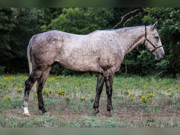 American Quarter Horse Castrone 12 Anni 155 cm Grigio in Weatherford, TX