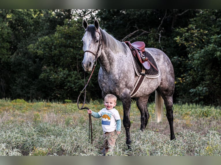 American Quarter Horse Castrone 12 Anni 155 cm Grigio in Weatherford, TX