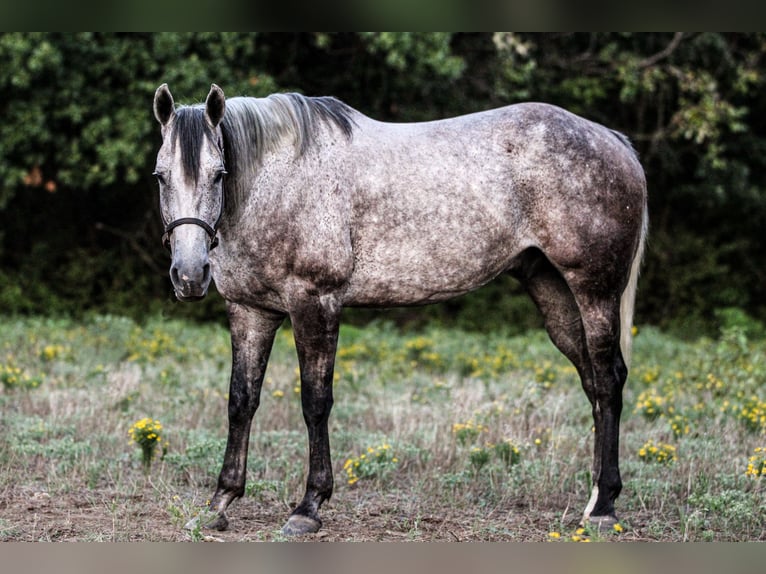 American Quarter Horse Castrone 12 Anni 155 cm Grigio in Weatherford, TX