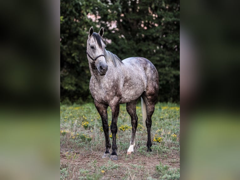 American Quarter Horse Castrone 12 Anni 155 cm Grigio in Weatherford, TX