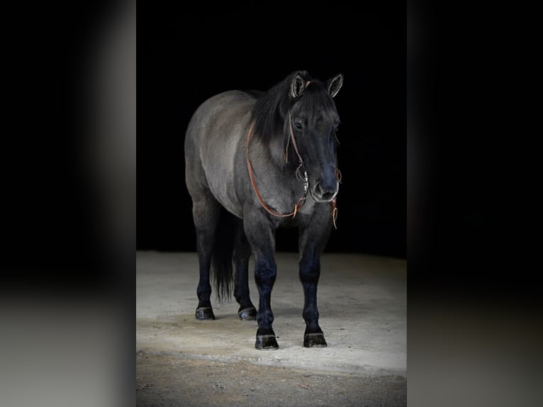 American Quarter Horse Castrone 12 Anni 155 cm Grullo in Clarion, PA