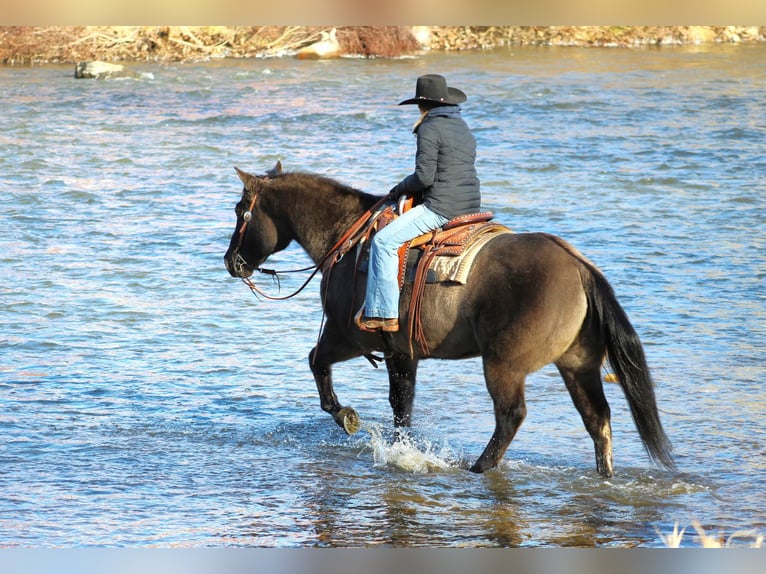 American Quarter Horse Castrone 12 Anni 155 cm Grullo in Clarion, PA