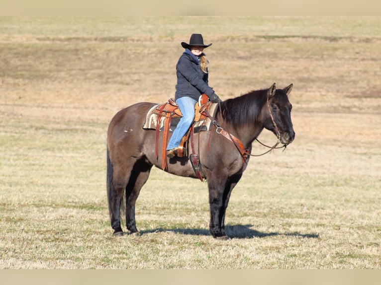 American Quarter Horse Castrone 12 Anni 155 cm Grullo in Clarion, PA