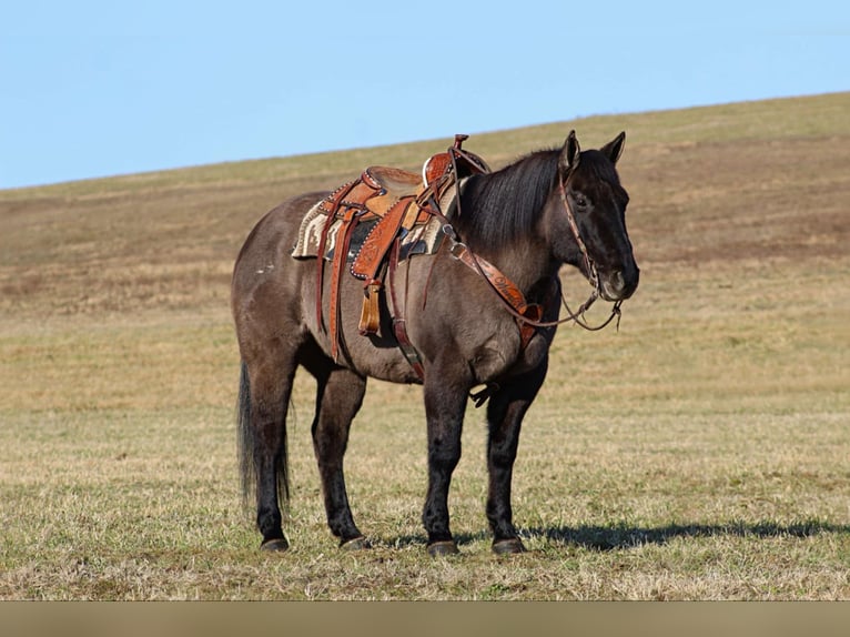 American Quarter Horse Castrone 12 Anni 155 cm Grullo in Clarion, PA