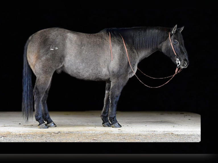 American Quarter Horse Castrone 12 Anni 155 cm Grullo in Clarion, PA