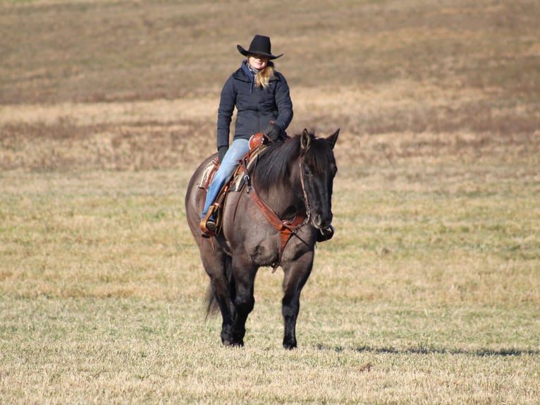 American Quarter Horse Castrone 12 Anni 155 cm Grullo in Clarion, PA