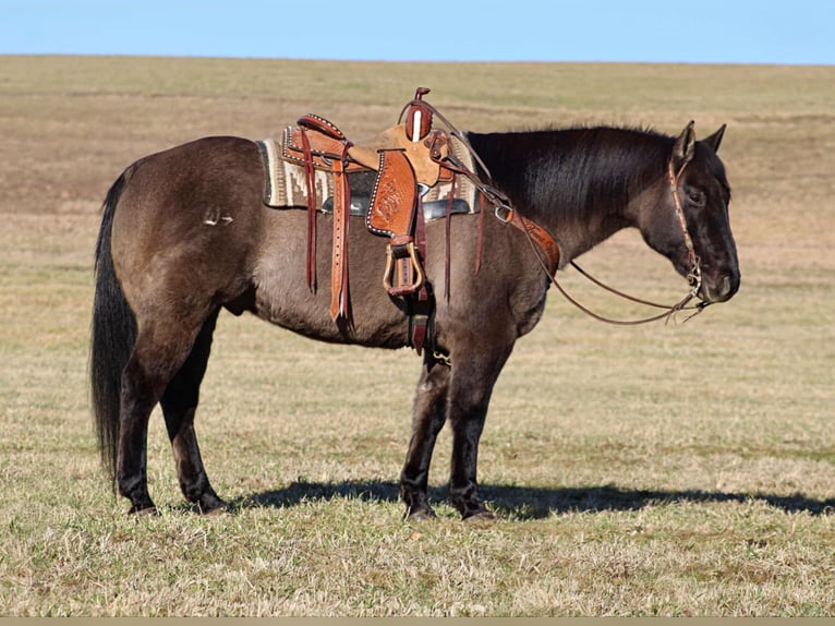 American Quarter Horse Castrone 12 Anni 155 cm Grullo in Clarion, PA