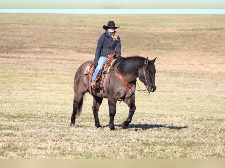 American Quarter Horse Castrone 12 Anni 155 cm Grullo in Clarion, PA