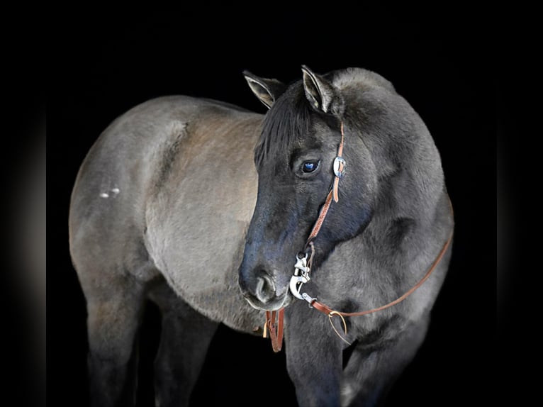 American Quarter Horse Castrone 12 Anni 155 cm Grullo in Clarion, PA