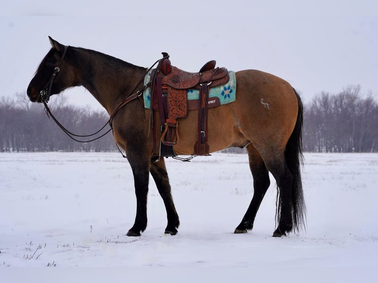 American Quarter Horse Castrone 12 Anni 155 cm Grullo in Sioux Falls