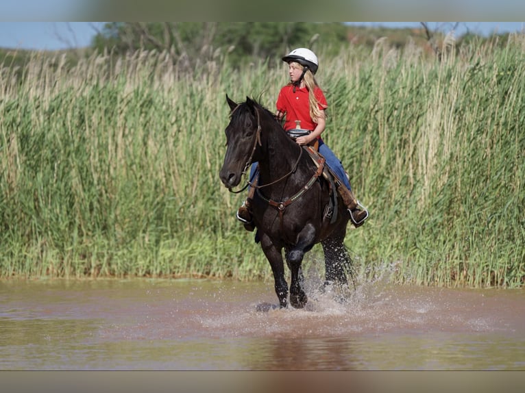 American Quarter Horse Castrone 12 Anni 155 cm Morello in Lisbon IA