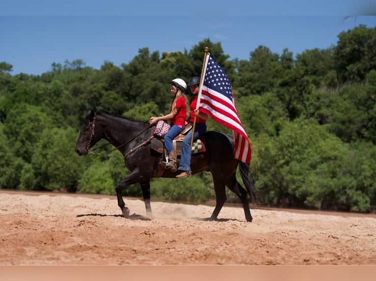 American Quarter Horse Castrone 12 Anni 155 cm Morello in Lisbon IA