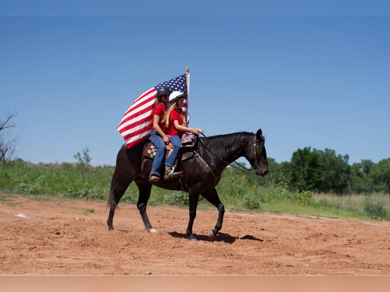 American Quarter Horse Castrone 12 Anni 155 cm Morello in Lisbon IA