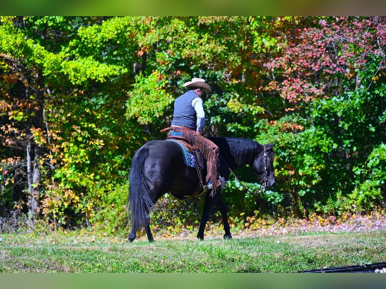 American Quarter Horse Castrone 12 Anni 155 cm Morello in Wooster OH