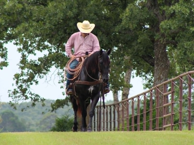 American Quarter Horse Castrone 12 Anni 155 cm Morello in Whitesboro