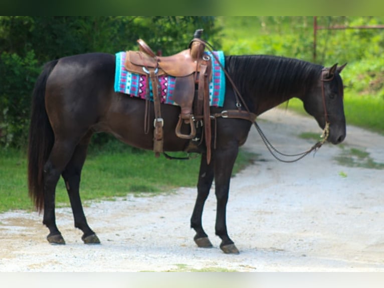 American Quarter Horse Castrone 12 Anni 155 cm Morello in Whitesboro