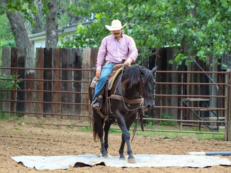American Quarter Horse Castrone 12 Anni 155 cm Morello in Whitesboro