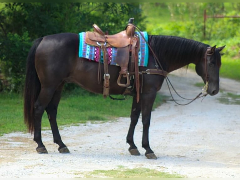 American Quarter Horse Castrone 12 Anni 155 cm Morello in Whitesboro