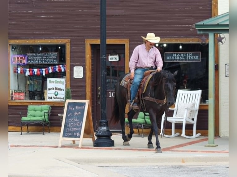American Quarter Horse Castrone 12 Anni 155 cm Morello in Whitesboro
