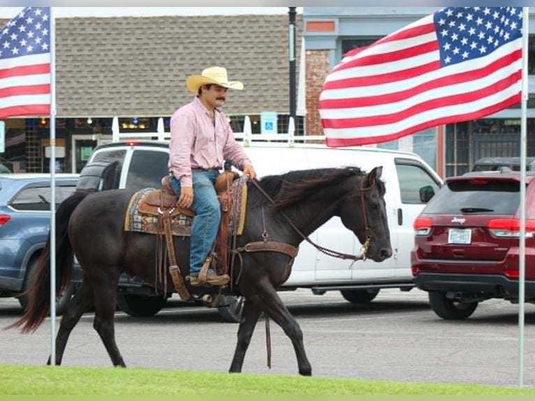 American Quarter Horse Castrone 12 Anni 155 cm Morello in Whitesboro
