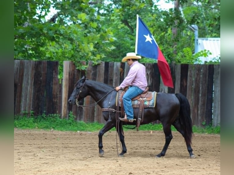 American Quarter Horse Castrone 12 Anni 155 cm Morello in Whitesboro