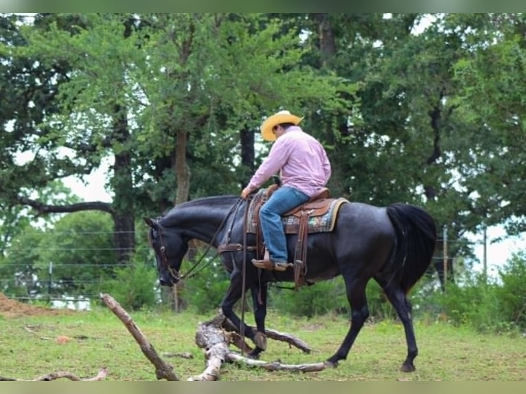 American Quarter Horse Castrone 12 Anni 155 cm Morello in Whitesboro