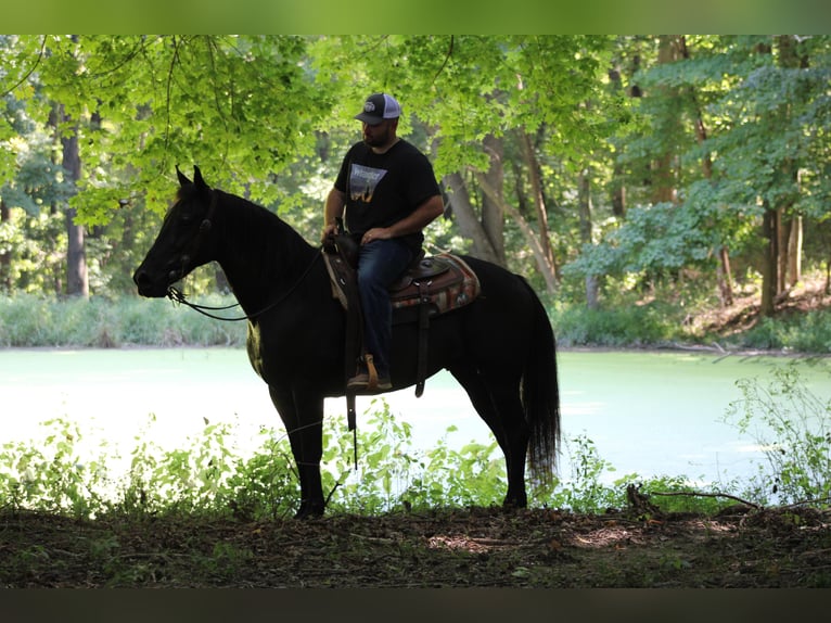 American Quarter Horse Castrone 12 Anni 155 cm Morello in Sanora KY