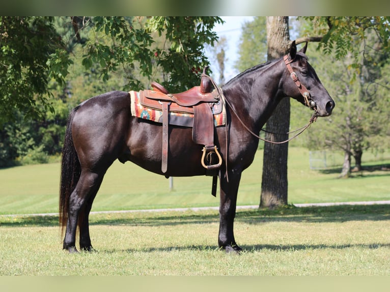 American Quarter Horse Castrone 12 Anni 155 cm Morello in Sanora KY