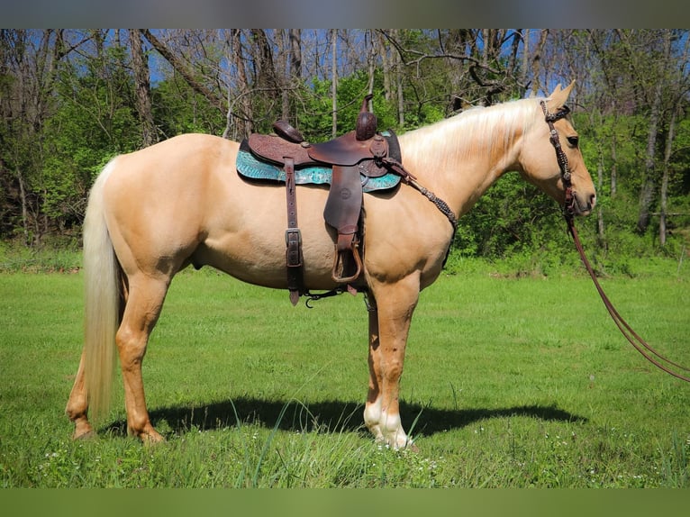 American Quarter Horse Castrone 12 Anni 155 cm Palomino in Hillsboro KY