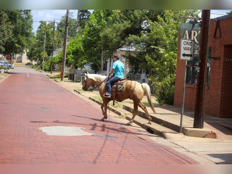 American Quarter Horse Castrone 12 Anni 155 cm Palomino in Rusk TX