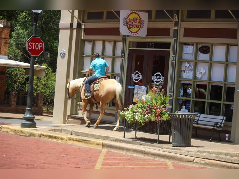 American Quarter Horse Castrone 12 Anni 155 cm Palomino in Rusk TX