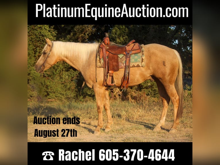 American Quarter Horse Castrone 12 Anni 155 cm Palomino in Rusk TX