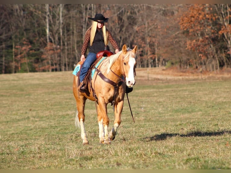 American Quarter Horse Mix Castrone 12 Anni 155 cm Palomino in Clarion, PA